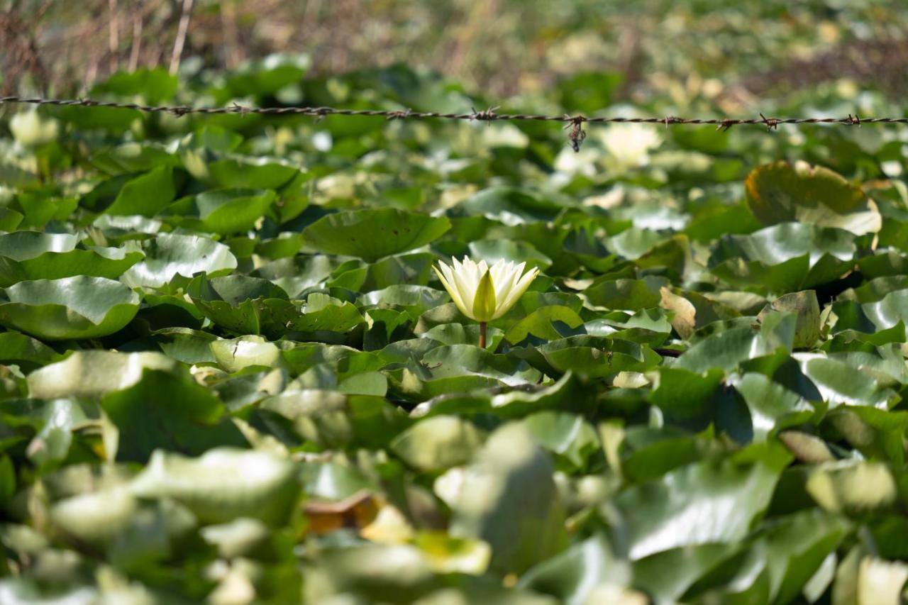 ホテル Green View Group Of Houseboats Srīnagar 部屋 写真