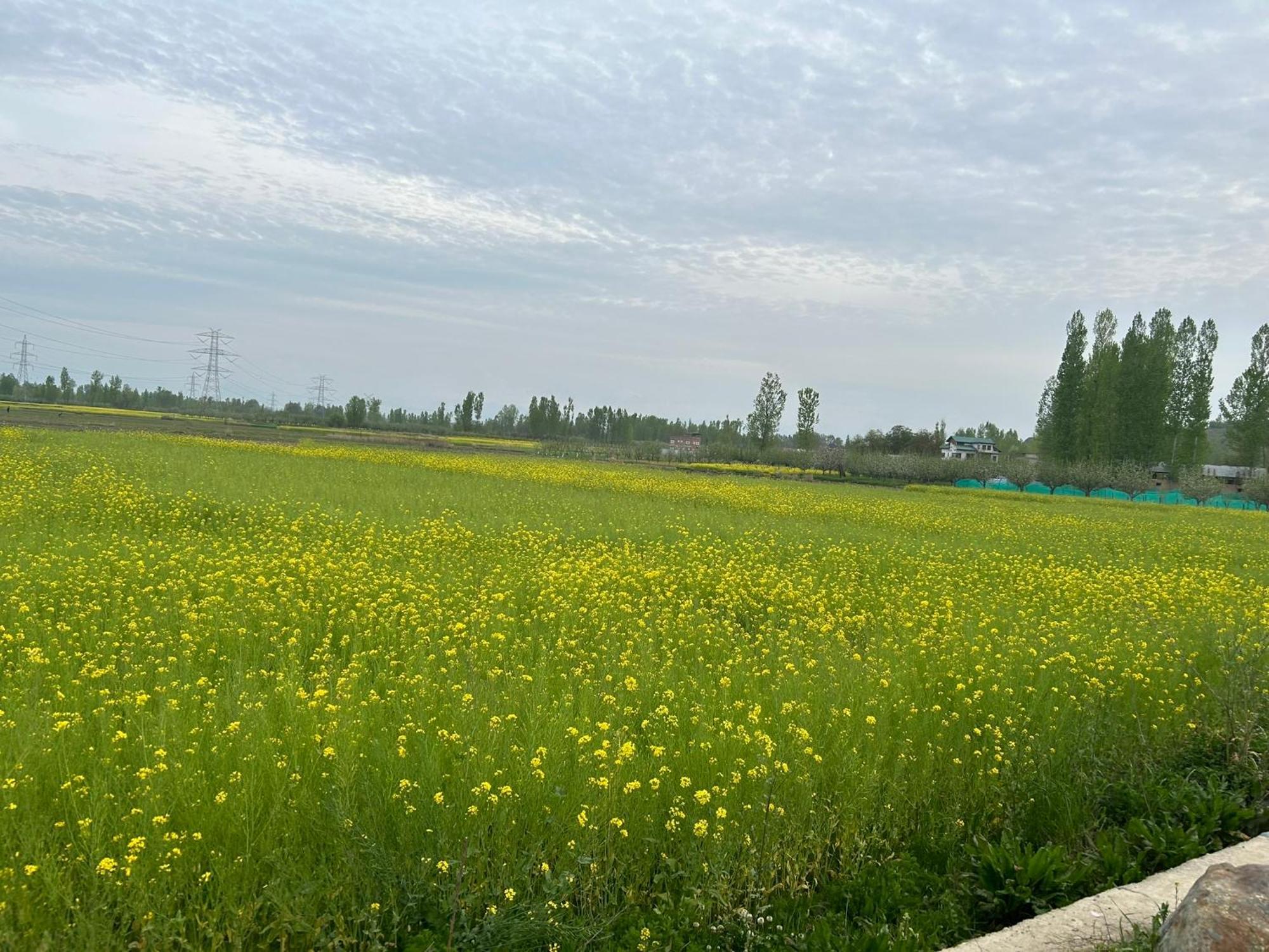 ホテル Green View Group Of Houseboats Srīnagar エクステリア 写真